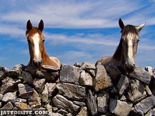 Two  Horses Inside The Stone Wall