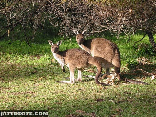 Two Kangaroo In Afternoon Light