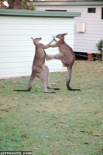 Two Kangaroo Inside The Zoo