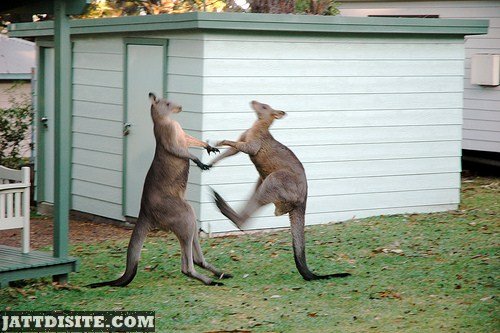 Two Kangaroos Fighting With Each Other