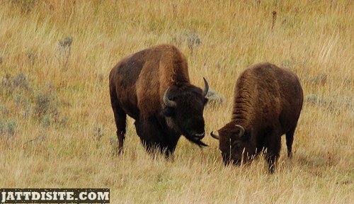 Two Maerican Buffalos In The Dry Grass