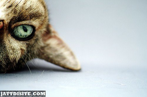 Upside Down Cat At The Corner Of The Frame