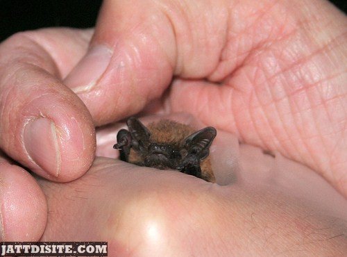 Very Little And Cute Bat