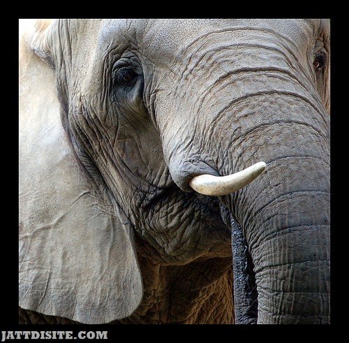 Wild African Elephant