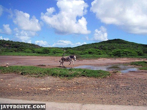 Wild Donkey Jumping In The Pond
