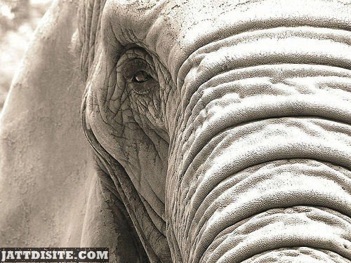 Wrinkled Tunk Of Elephant