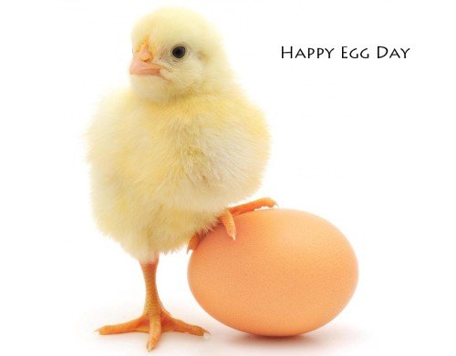 Awesome Egg Day Image