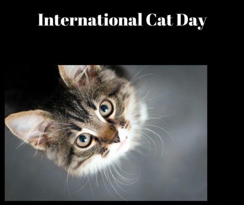 Cat Day