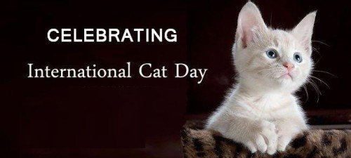 Celebrating Cat Day