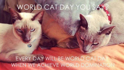 World Cat Day You Say