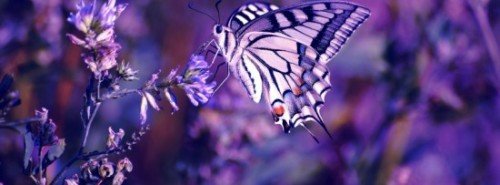 Beautiful Butterfly Facebook Cover