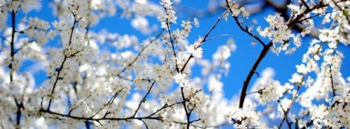 Blossoms-and-Blue