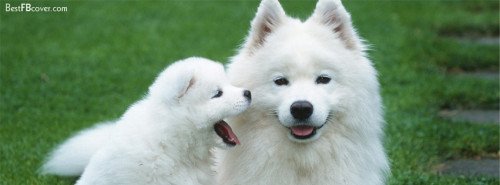 Cute Dogs Facebook Timeline Profile Cover