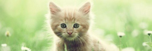 Cute Kitty Timeline Cover