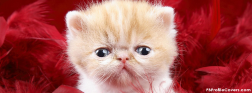 Cute Little Kitty Facebook Cover