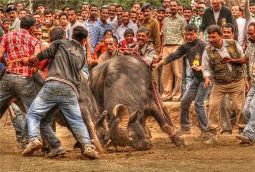 Festival of Sair in Shimla