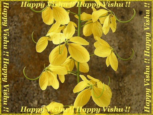 Happy vishu beautiful yellow flowers