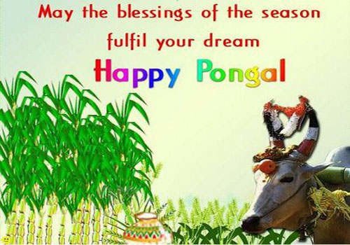 May The Blessings Of The Season Fulfil Your Dream Happy Pongal