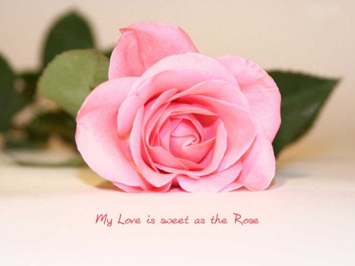 My Love Is Sweet As The Rose