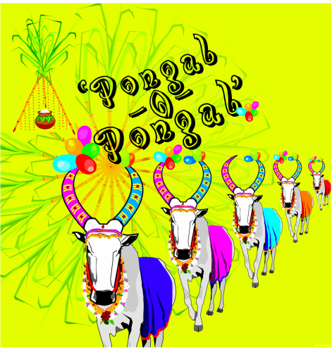 Pongal Wishes Beautiful Bulls Graphic