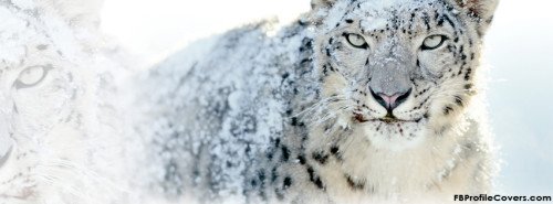 Snow Leopard