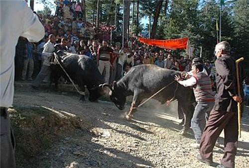 The Buffalo fight during Sair Festival
