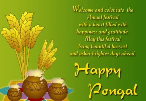 Welcome And Celebrate The Pongal Festival With A Heart Filled With Happiness And Gratitude, May This Festival Bring Bountiful Harvest And Usher Brighter Days Ahead Happy Pongal