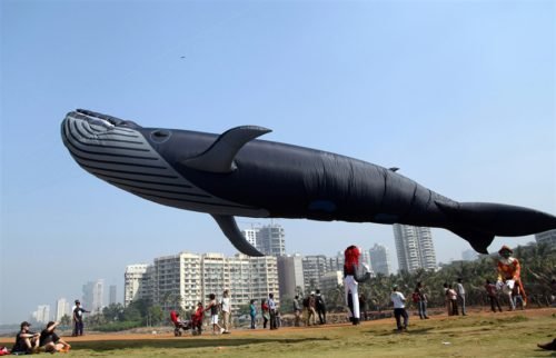 Big Whale Kite