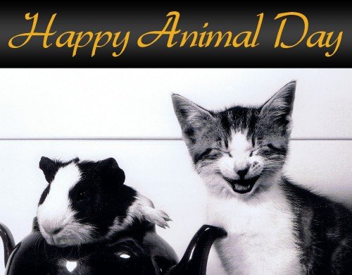 World Animal Day Image2s